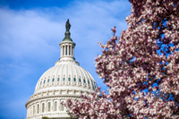 U.S. Capitol in the spring